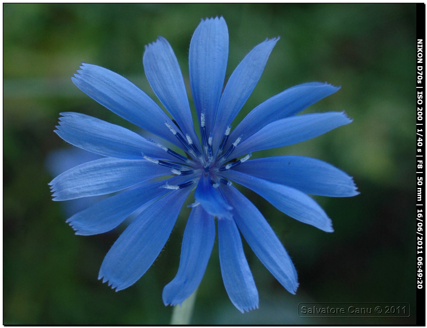 Un fiore...